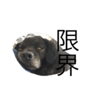 ミックス犬～フレブル×ミニチュアダックス（個別スタンプ：3）