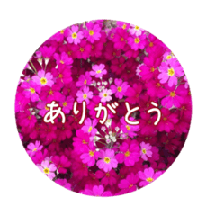 花と日常の言葉たち